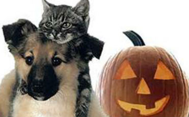 Cat and dog standing by pumpkin